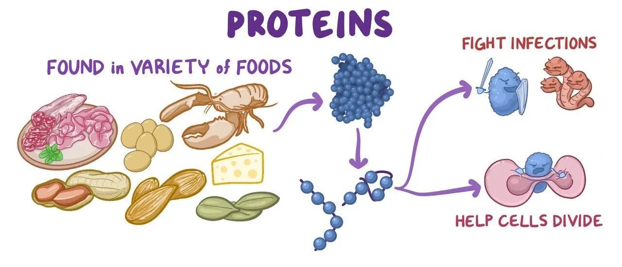 World of Proteins